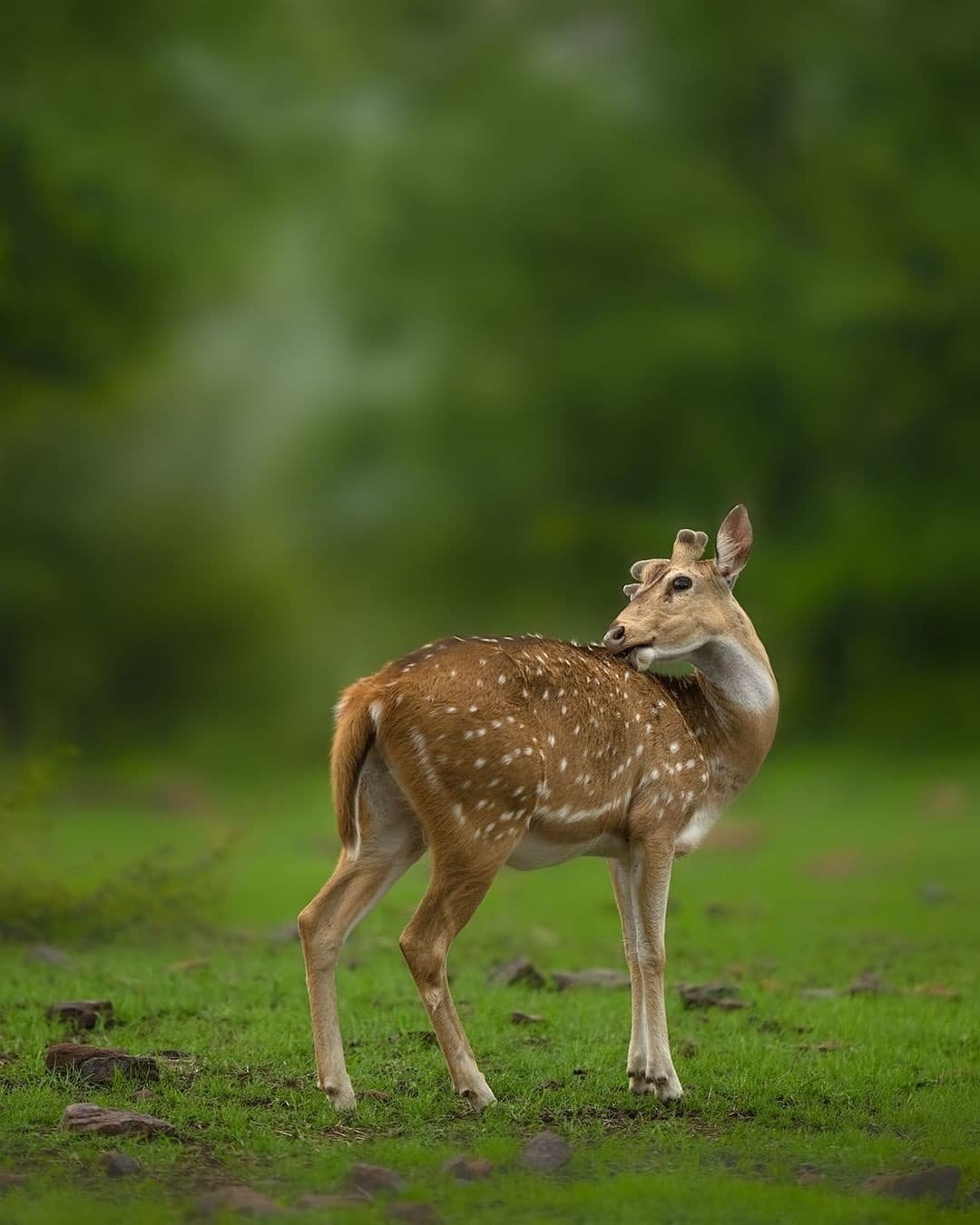Monsoon Deers - Sudhir Shivraman